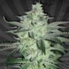 BC Diesel Feminised Seeds