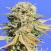 Bruce Banner 3 Feminised Seeds
