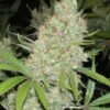 C99 Feminised Seeds