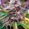 Chemdog 4 Feminised Seeds