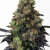 GOG - Chemdog Millionaire Guava [Feminized] - 3 Seeds