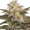 Chocolopez Feminised Seed