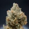 Citron Givré Birthday Cake Selected Feminised Seeds