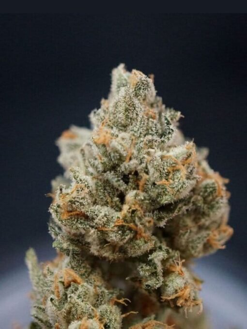 TH Seeds - Citron Givré (Birthday Cake Selected) [Feminized]