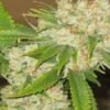 Exotic Seeds Tangerine Kush Feminised Cannabis Seeds