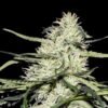 Francos Lemon Cheese Feminised Seeds