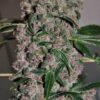Girl Scout Cookies Feminised Seeds