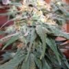 Goldmine Feminised Seeds