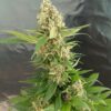 Gorilla Ice Cream [Feminized] - 3 Seeds