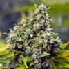 Grapefruit Feminised Seeds