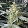 Green Crack Feminised Seeds 1