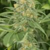 Green Crack Feminised Seeds