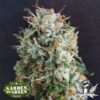 Guava Feminised Seeds
