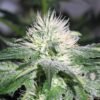 Ice Feminised Seeds