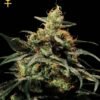 Kings Kush Feminised Seeds