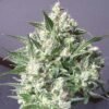La Blanca Feminised Seed