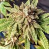 Mandarin Cookie Sherbet Feminised Seeds