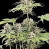 Green House Seed Co. - Moby Dick [Feminized]