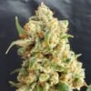 New York Diesel Auto Feminised Seeds