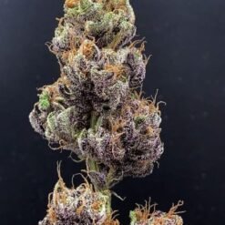 Oni Seed Co Tropaya 4