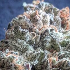 Oni Seed Co Tropaya 5