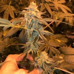 Oni Seed Co beach wedding 2 510x509