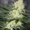 Pucker Punch Regular Seeds