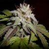 Sherbet Feminised Seeds