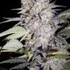 Sour Livers Auto Feminised Seeds