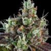 Sour Ripper Feminised Seeds