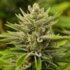 Sour Tangie Feminised Seeds