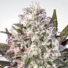 Space Cookies Feminised Seeds