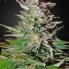 Super Lemon Haze Auto Feminised Seeds