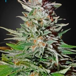 Green House Seed Co. - Super Lemon Haze [Fem Autoflower]