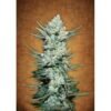 Tangie Auto Feminised Seeds