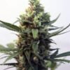 Toxic Feminised Seeds 1