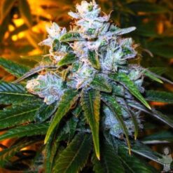 Green House Seed Co. - Trainwreck [Feminized]