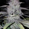 Wedding Cake Feminised Seeds