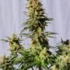 White Domina Feminised Seeds