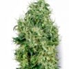 White Gold Feminised Seeds e1566362306110