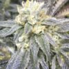 Zkittlez Feminised Seeds