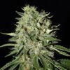 Seedsman - Doctor Seedsman CBD 30:1 [Feminized]