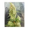 expert seeds gorilla banana