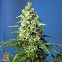 Sweet Seeds - Honey Peach CBD [Fem Autoflower]