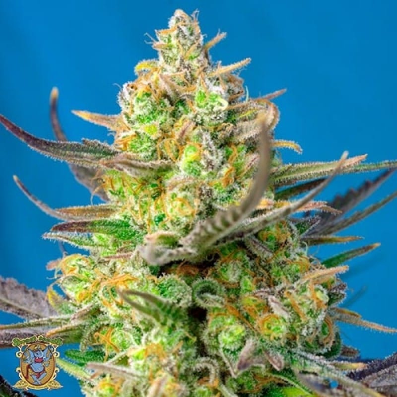 Auto reg. Свит Сидс семена. Sweet Cheese auto от Sweet Seeds. Cheese auto fem. Thinker feminised сорт.