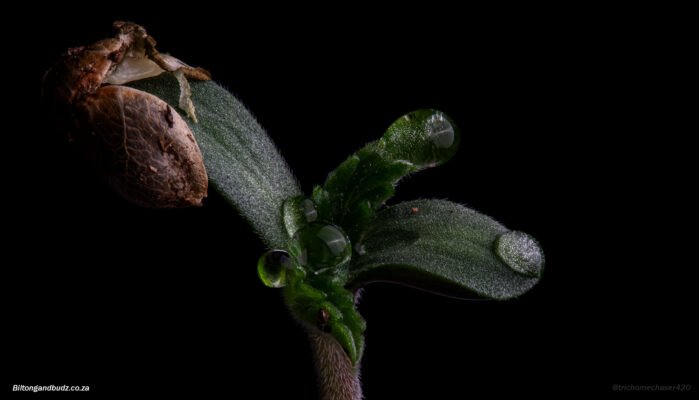 Cannabis Germination