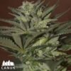 ak47 auto canuk seeds 1 2