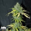 amnesia canuk seeds