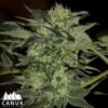 auto blue fem canuk seeds