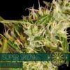 autofem vision seeds super skunk 500x500 1 500x500